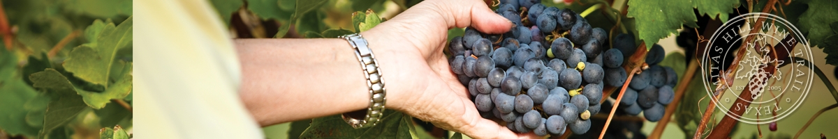 Picture of a hand holding grapes on the vine.