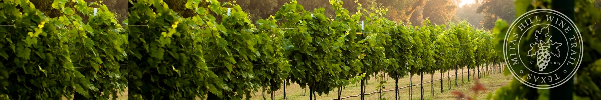 Picture of our vineyard.